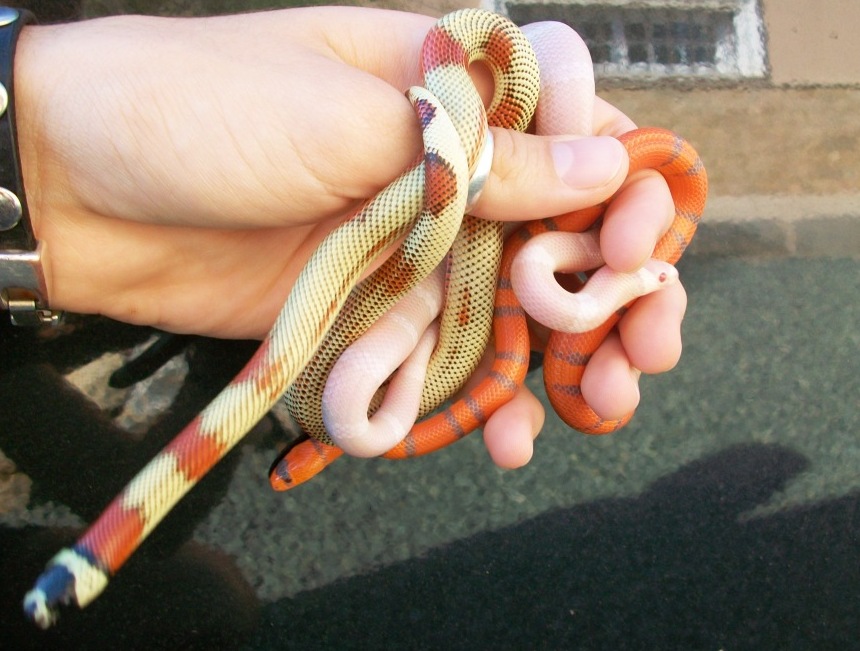 aberrante, snow & extreme.JPG