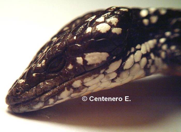 Abronia taeniata.jpg