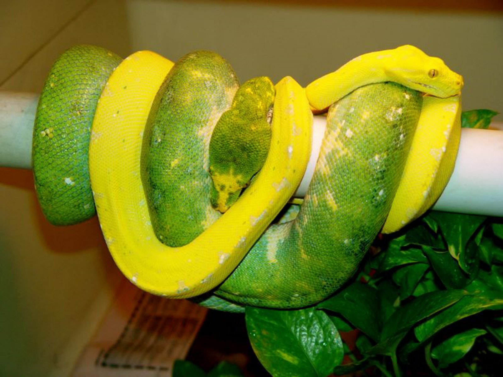 Abuelos paternos de Binary.jpg