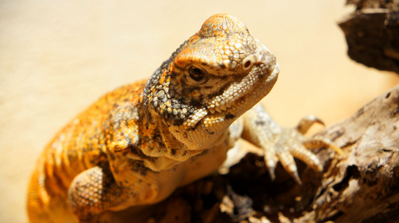 Acanthinura hembra 2013 03