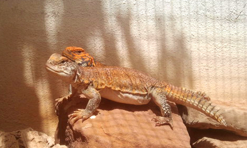 Acanthinura pareja 01