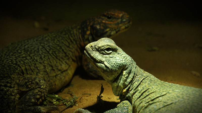 Acanthinura pareja 03