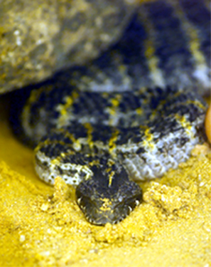 Acanthophis p. rogusus.jpg