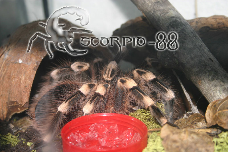 Acanthoscurria geniculata adulta.JPG