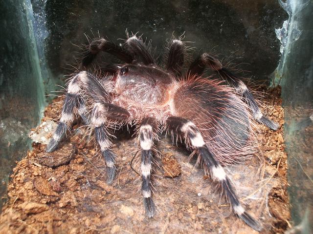 acanthoscurria geniculata.JPG