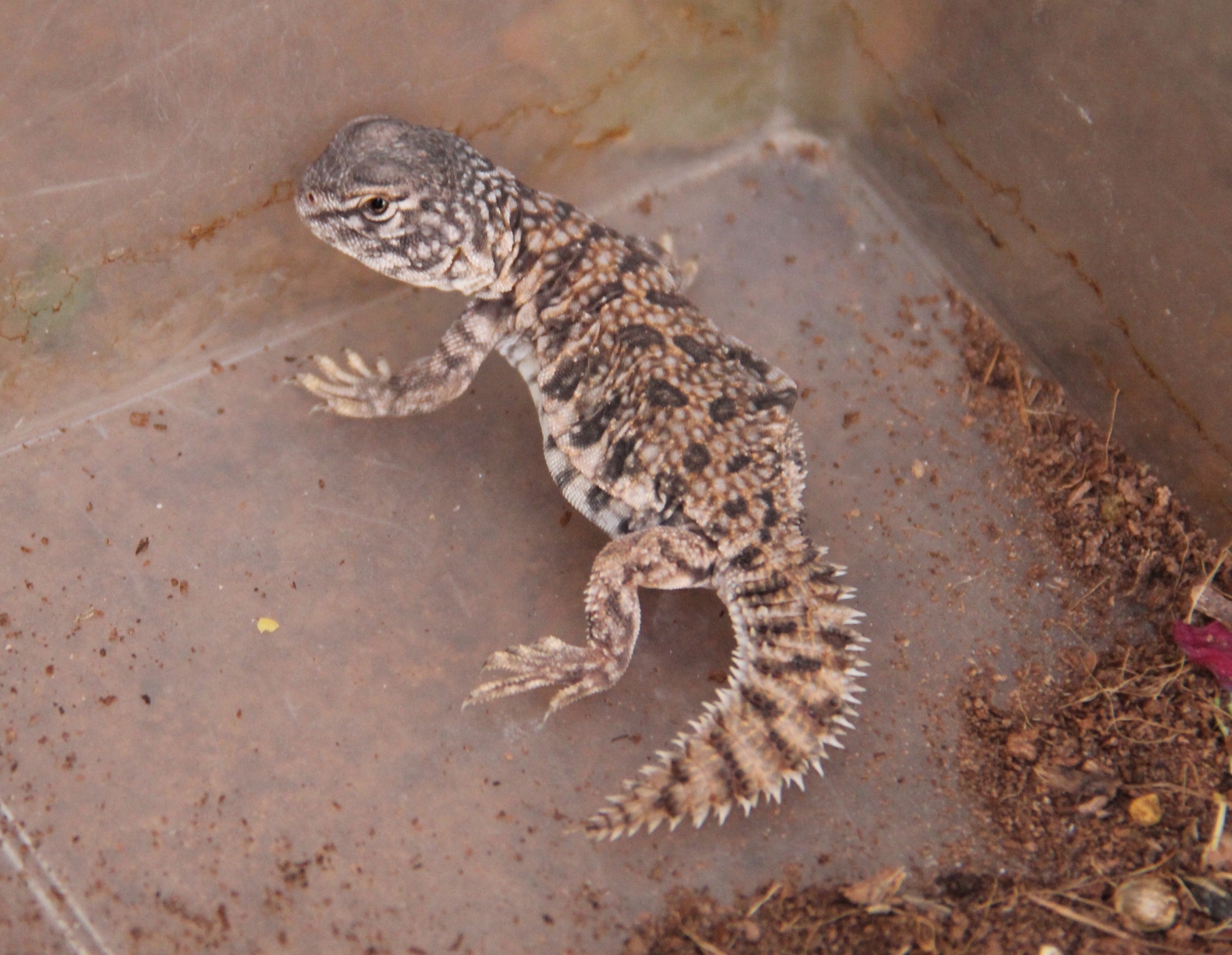 acantinurus 2013.jpg