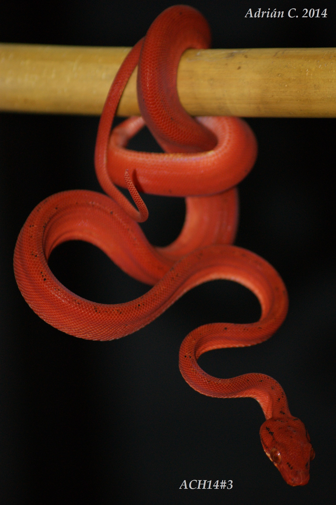 ACH14#3 después de 1ª muda.JPG