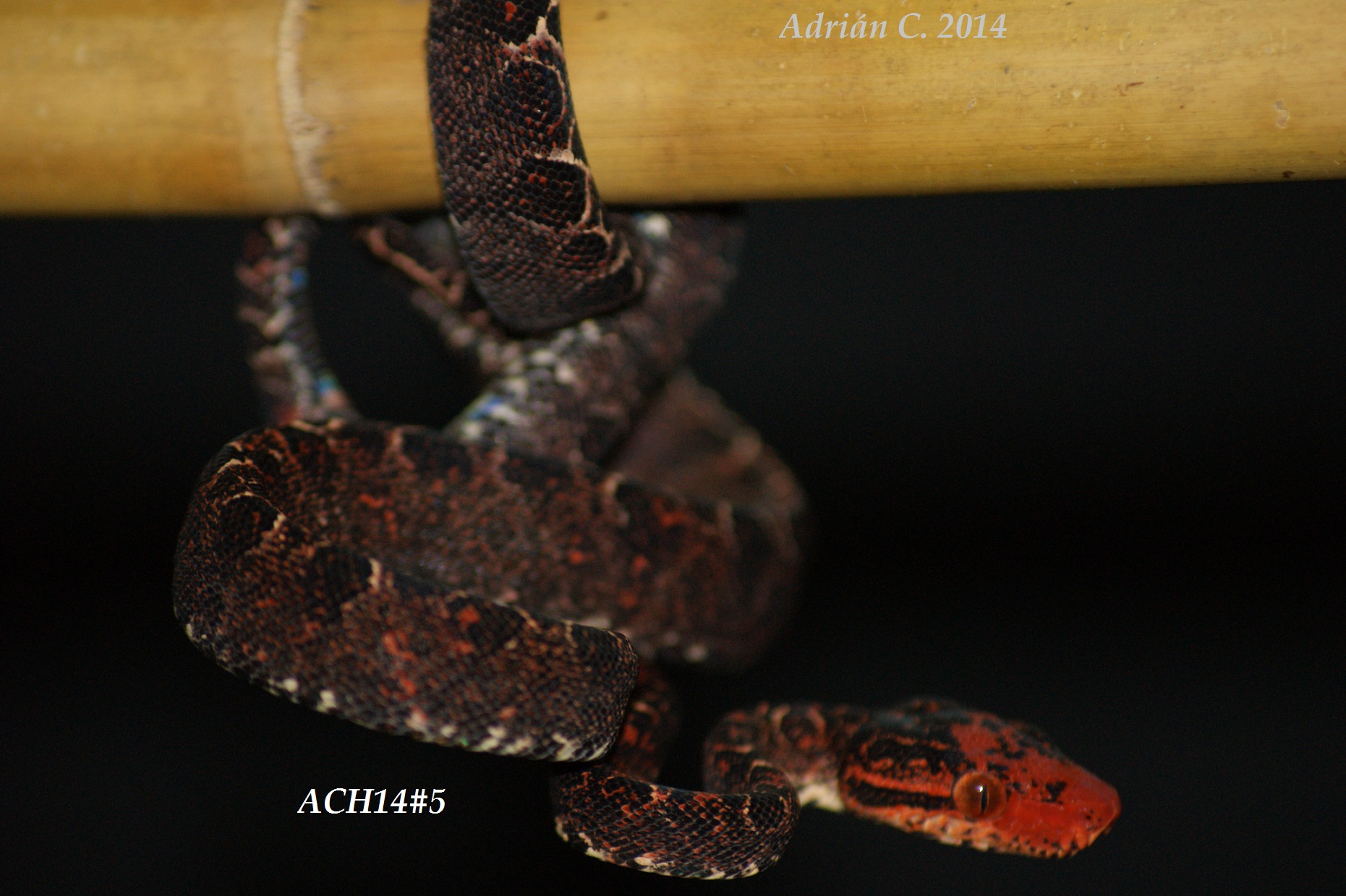 ACH14#5 después de la 1ª muda.JPG