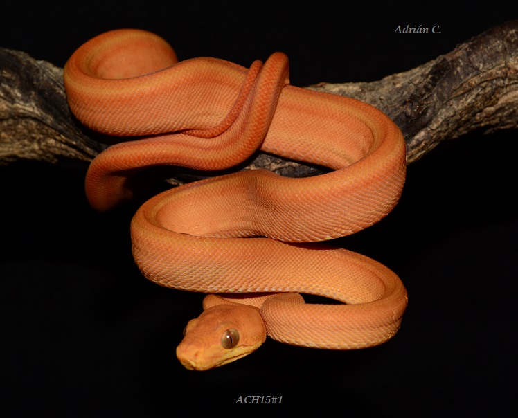 ACH15#1 después de la 1ª muda.JPG