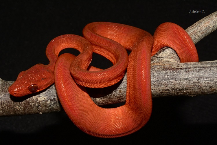 ACH15#15 Neonato.JPG