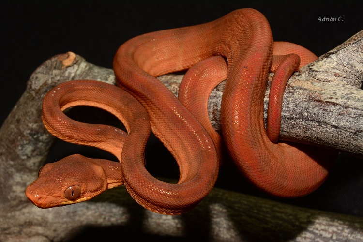 ACH15#16 Neonato.JPG