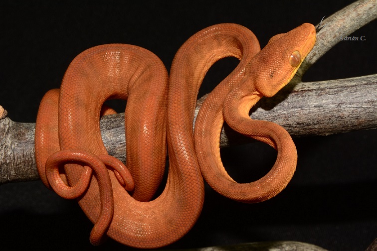 ACH15#17 Neonato.JPG