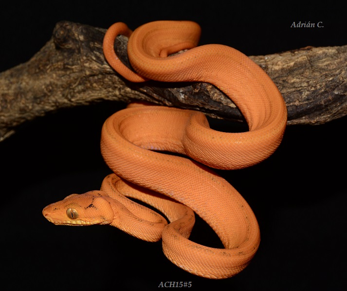 ACH15#5 después de la 1ª muda.JPG