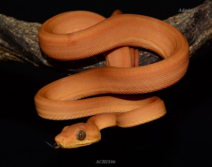 ACH15#6 después de la 1ª muda.JPG