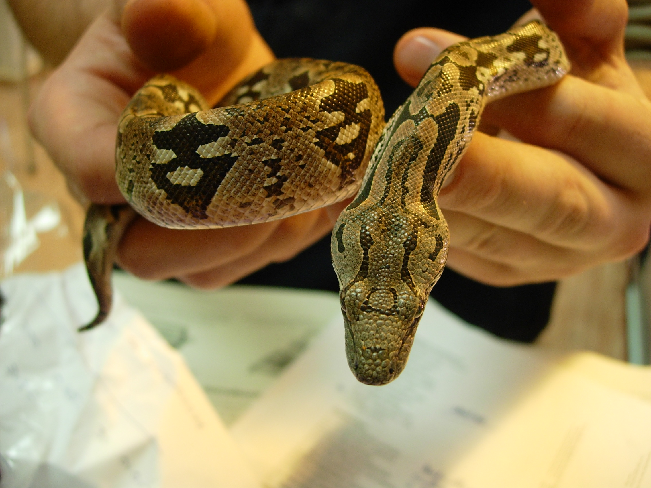 ACRANTOPHIS DUMERILI1.jpg