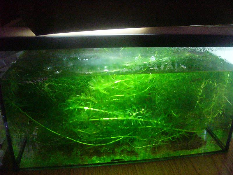 Acuario de cria para tritones juveniles.