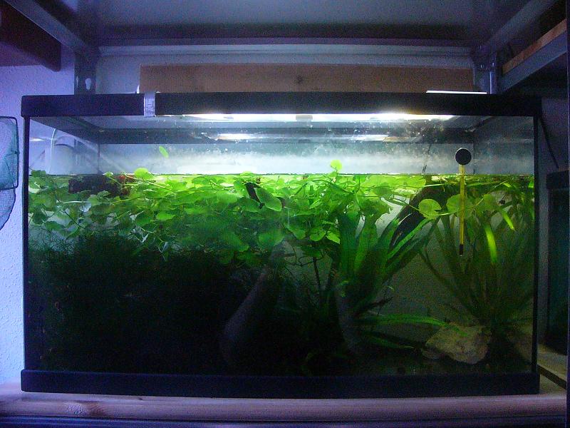 Acuario de Cynops pyrrhogaster