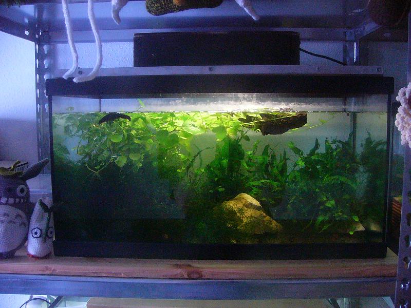 Acuario de H.orientalis