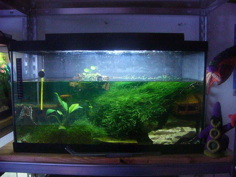 Acuario de N.kaiseri