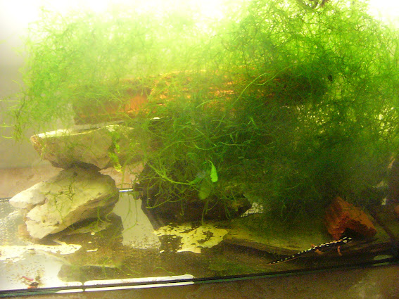 Acuario para Neurergus kaiseri