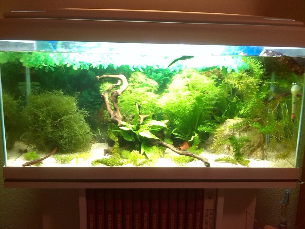 Acuario Sasayamas (1)