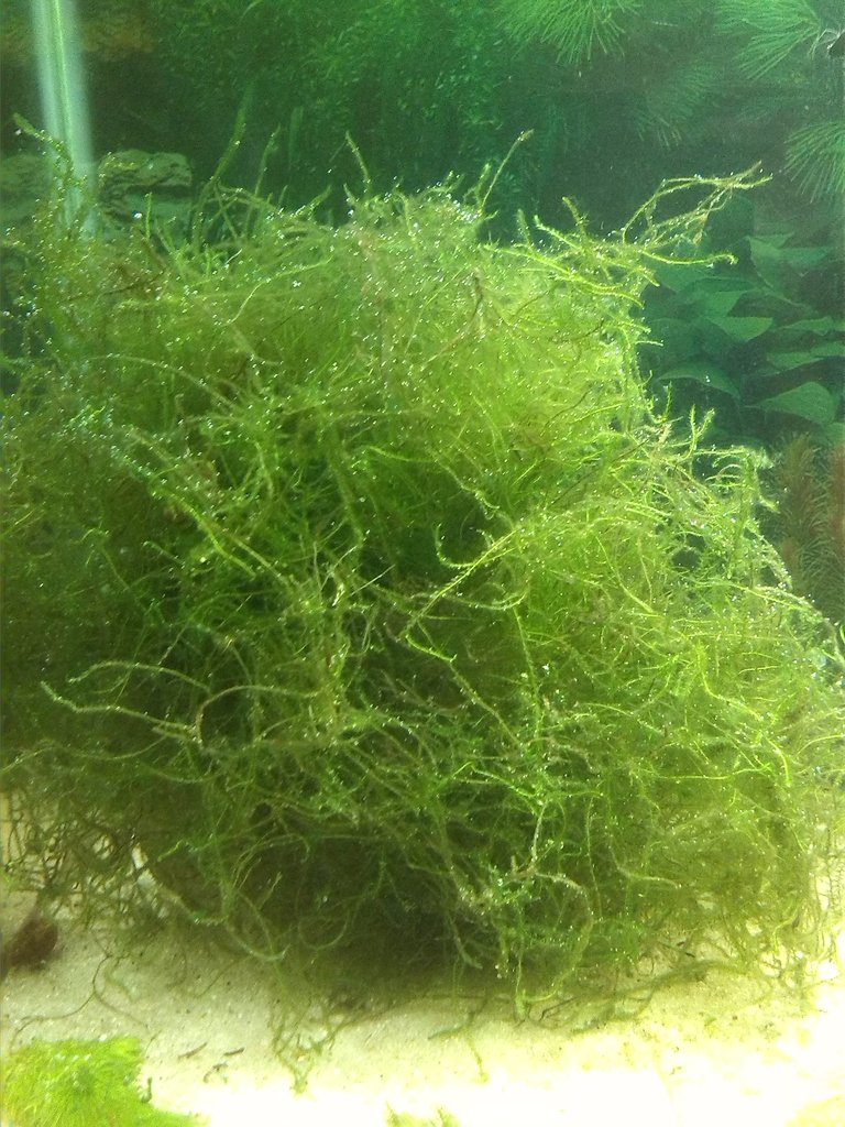 Acuario Sasayamas (2)