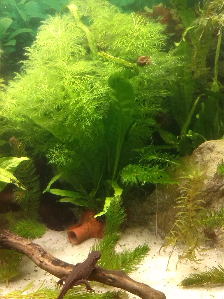 Acuario Sasayamas (3)