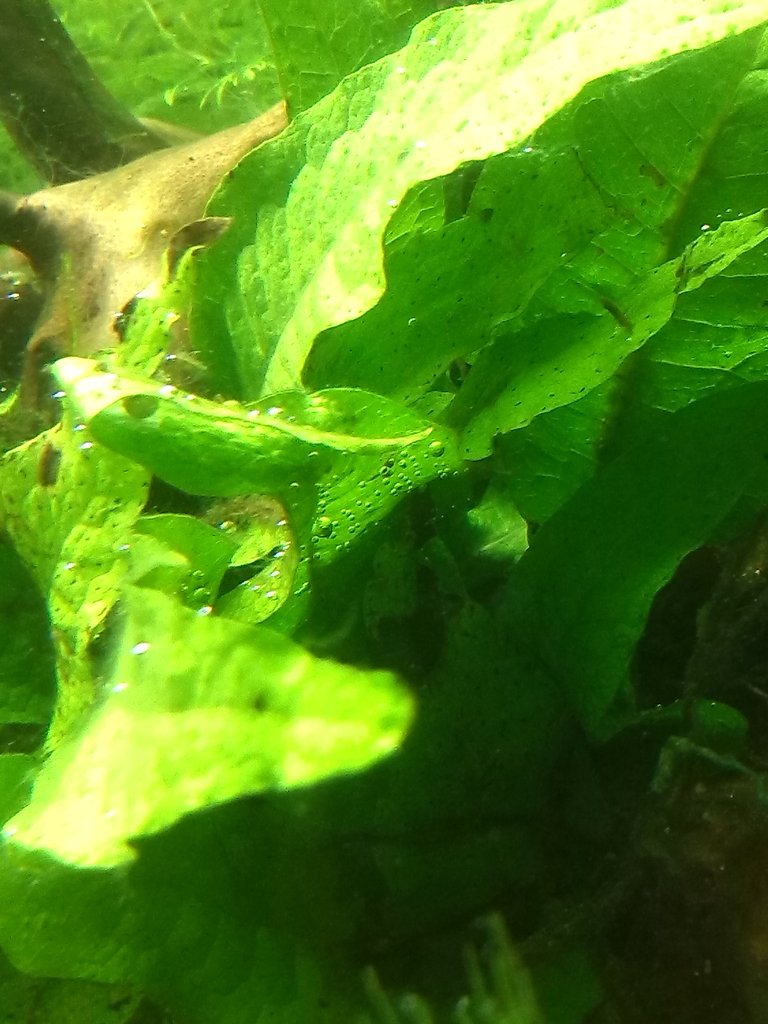 Acuario Sasayamas (4)