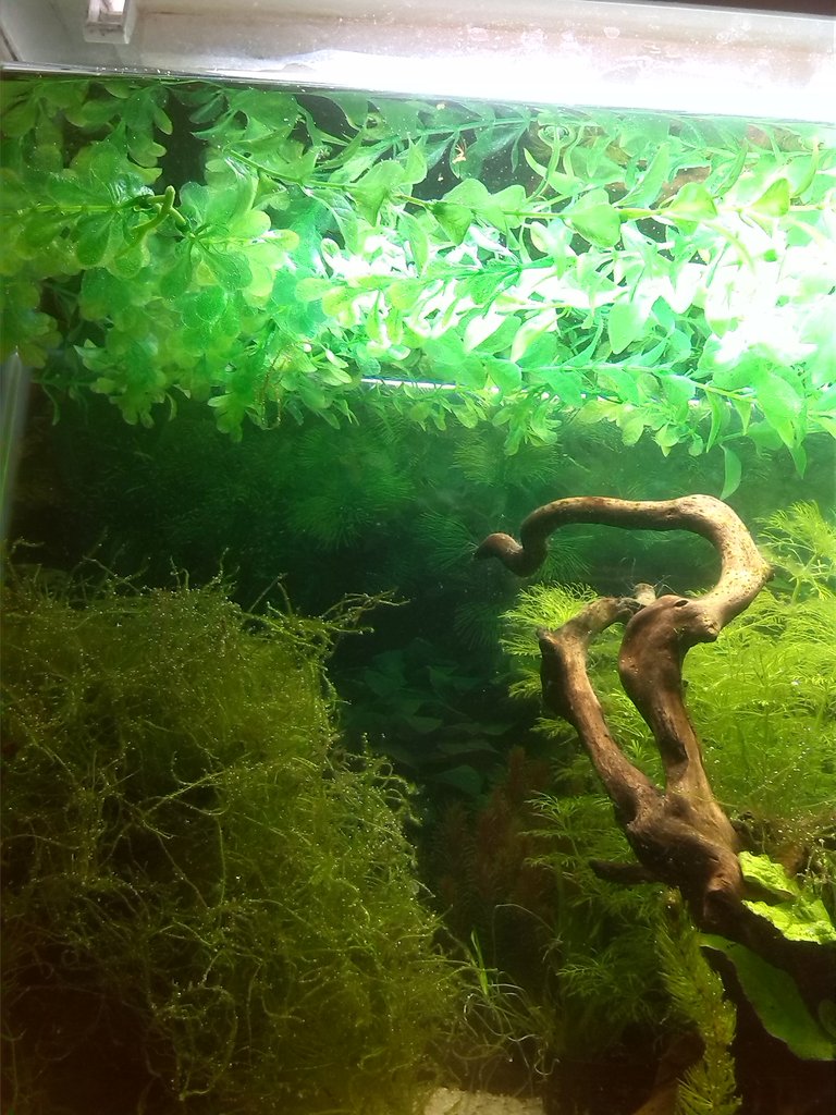 Acuario Sasayamas (5)