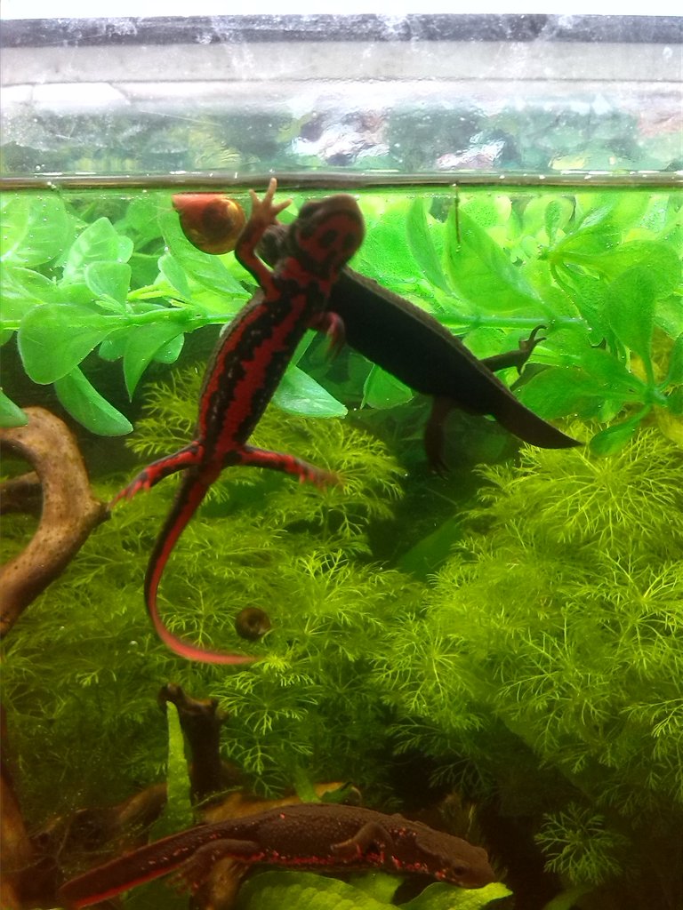 Acuario Sasayamas (6)