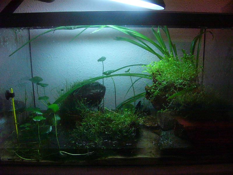 Acuaterrario de Hynobius dunni