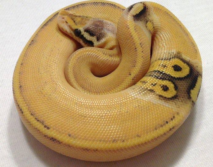 African Paradox Puma hall python