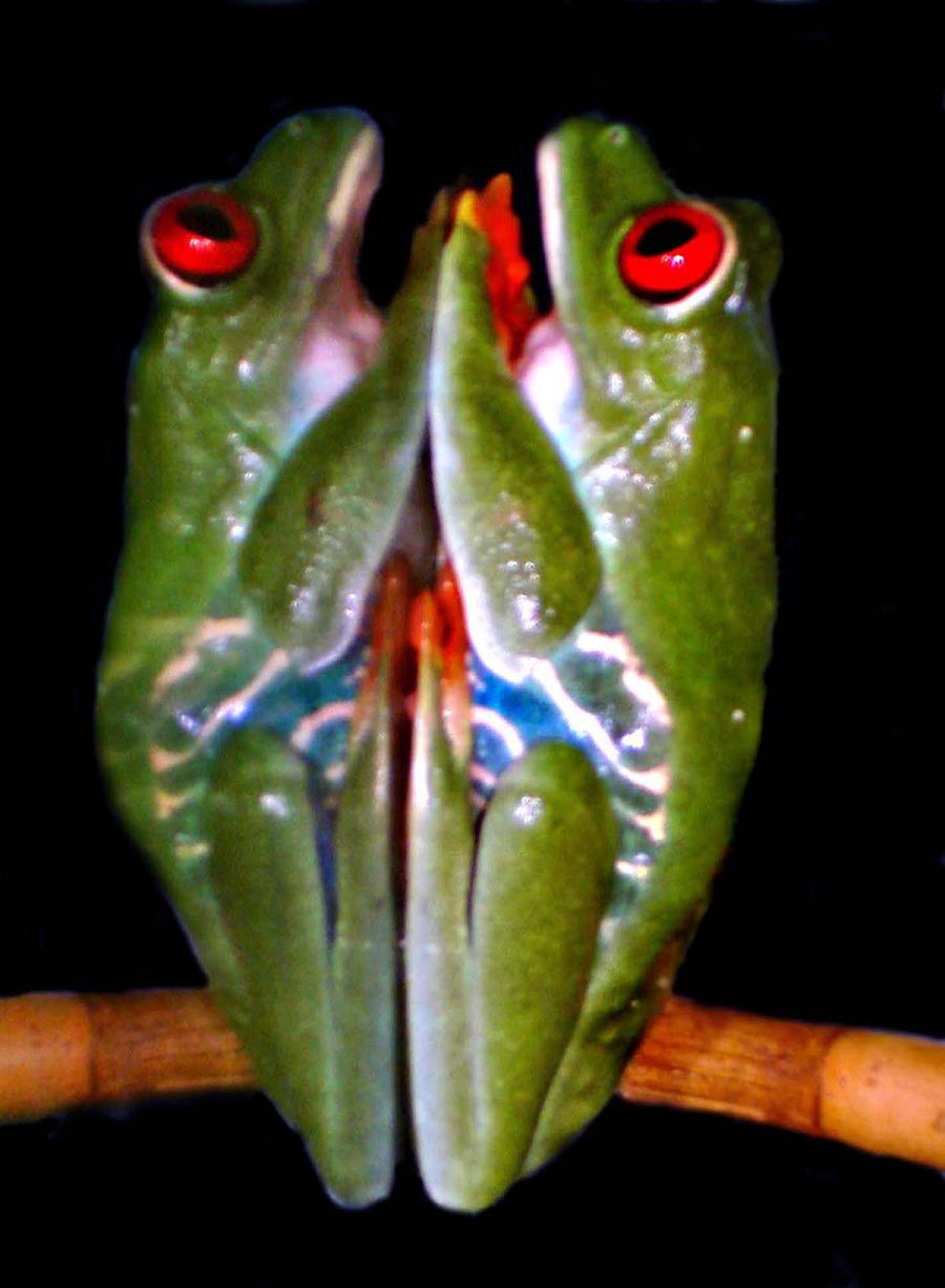 agal cristal 1con.JPG