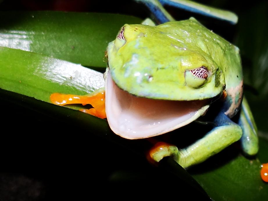 Agalychinus callidryas (272).JPG