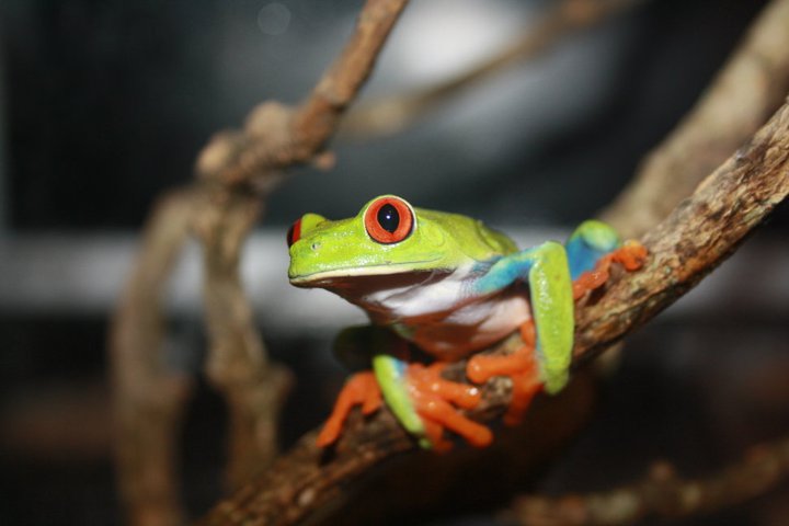 Agalychnis callidarys