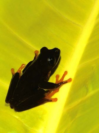 Agalychnis Callydrias negras 1.jpg