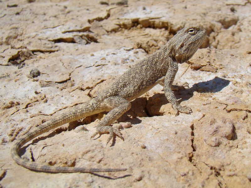 agama trapelus