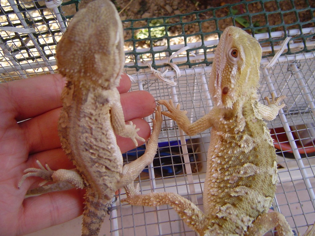 agamas 039 (1024x768).jpg