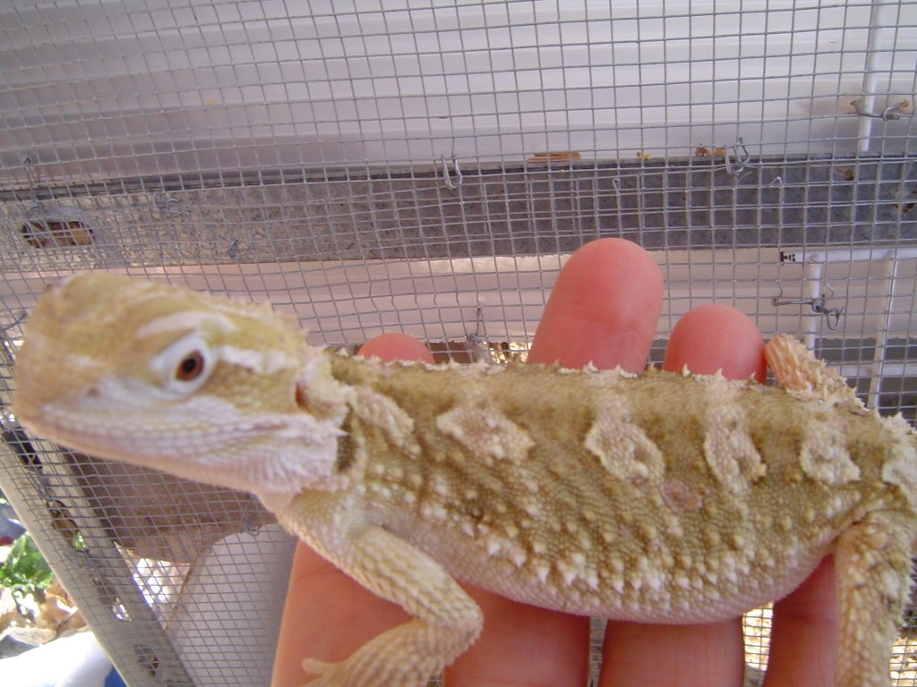 agamas 042 (1024x768).jpg