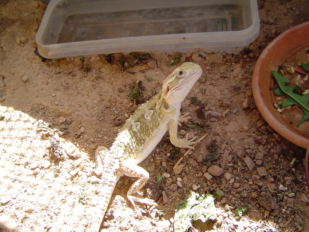 agamas 045 (1024x768).jpg