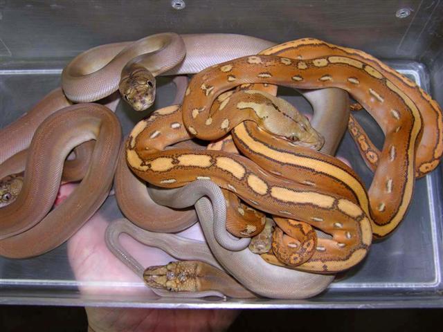 AGhostMotleyGoldenChild (Small).jpg