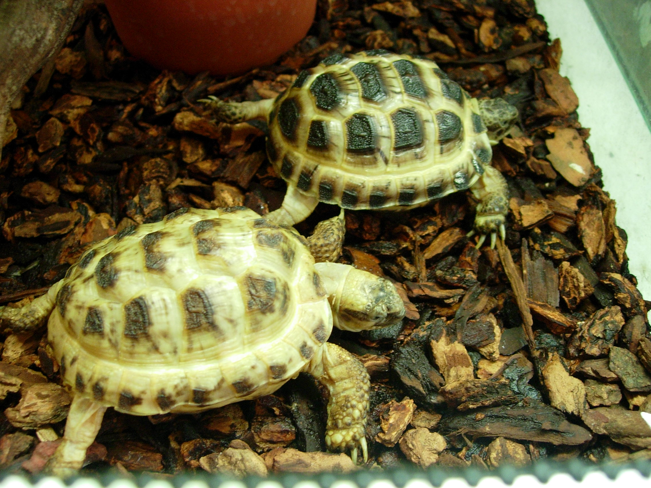 Agrionemys horsfieldii.jpg