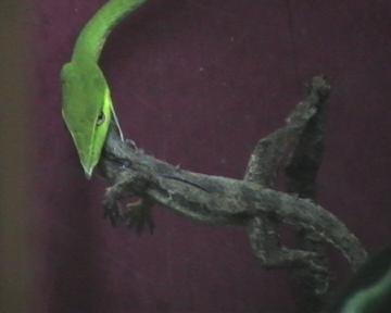 ahaetulla,,,caza. 004.jpg