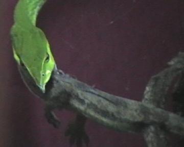 ahaetulla,,,caza. 005.jpg