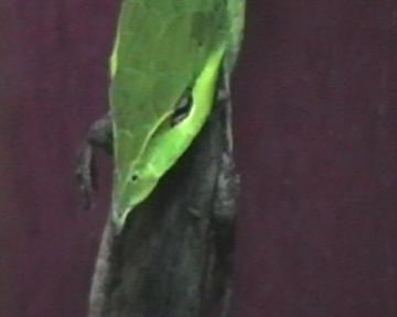 ahaetulla,,,caza. 008.jpg