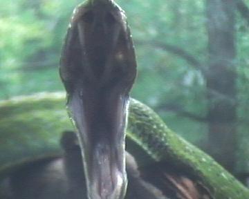 ahaetulla,,,caza.2 006.jpg