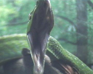 ahaetulla,,,caza.2 009.jpg