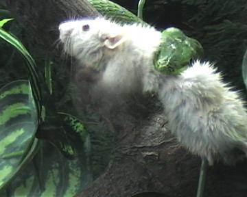 ahaetulla,,,caza.2 018.jpg