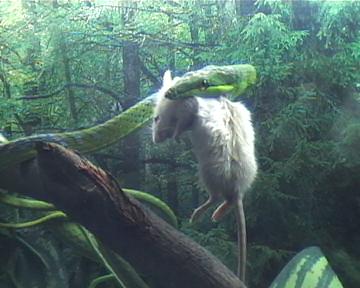 ahaetulla,,,caza.3 001.jpg