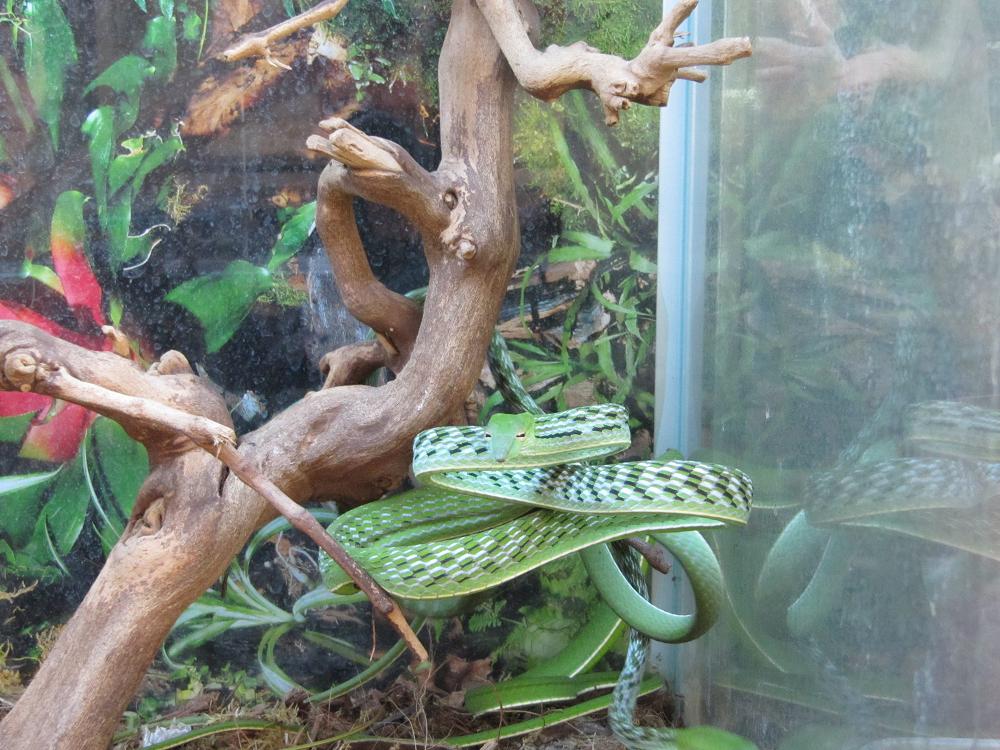 AHETULLA Mycterizans 2 (1).JPG